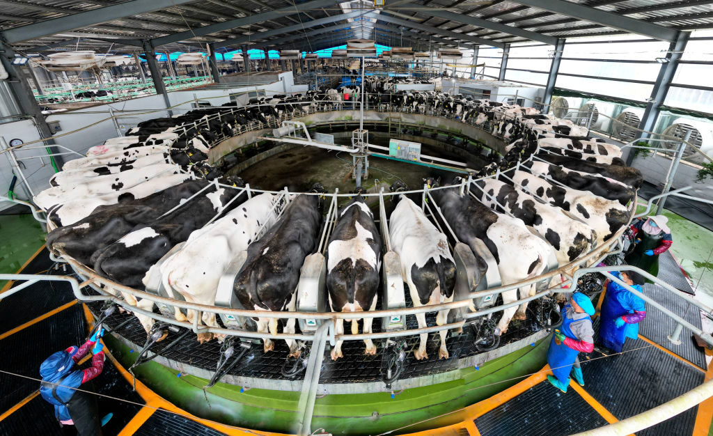 Milkers milk cows next to a spinning platter in Hai ‘an, Jiangsu province, China, Oct 9, 2022. (CFOTO/Future Publishing via Getty Images)